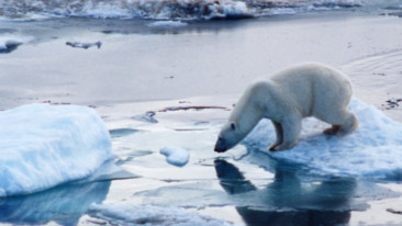 WWF, le tre immagini simbolo del 2013 per l’ambiente