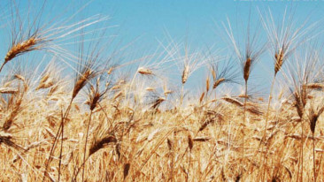 Agroalimentare e sostenibilità: l’esempio virtuoso del Gruppo Casillo