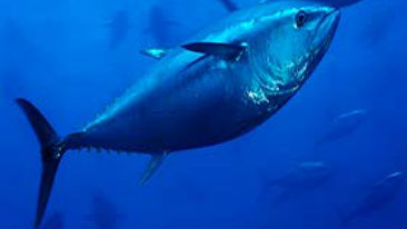 Asdomar, il tonno certificato amico dell'ambiente