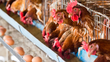 Entro il 2020 Nestlé U.S. abbandonerà le gabbie negli allevamenti di galline