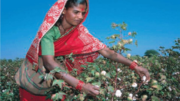 L'impegno di Primark in favore dei coltivatori indiani di cotone