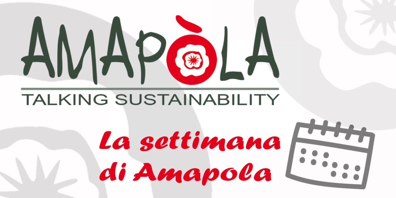 La settimana di Amapola