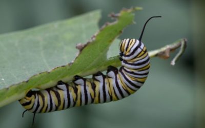 Bugs (for) life: è tempo di non fare più gli schizzinosi