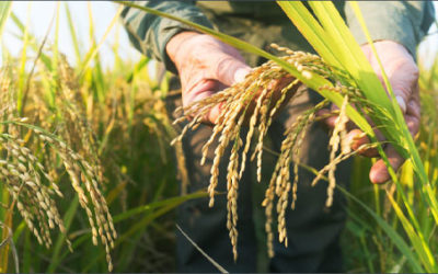 L’AGRICOLTURA ITALIANA CAMPIONESSA DI SOSTENIBILITÀ