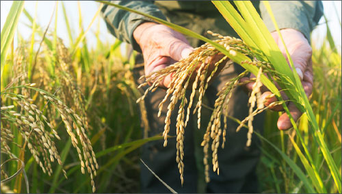 L’AGRICOLTURA ITALIANA CAMPIONESSA DI SOSTENIBILITÀ