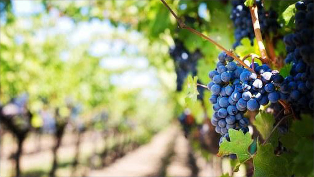 Il paradosso del vitivinicolo: la sostenibilità c’è ma non è comunicata